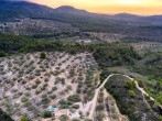 Olive terraces at sunrise